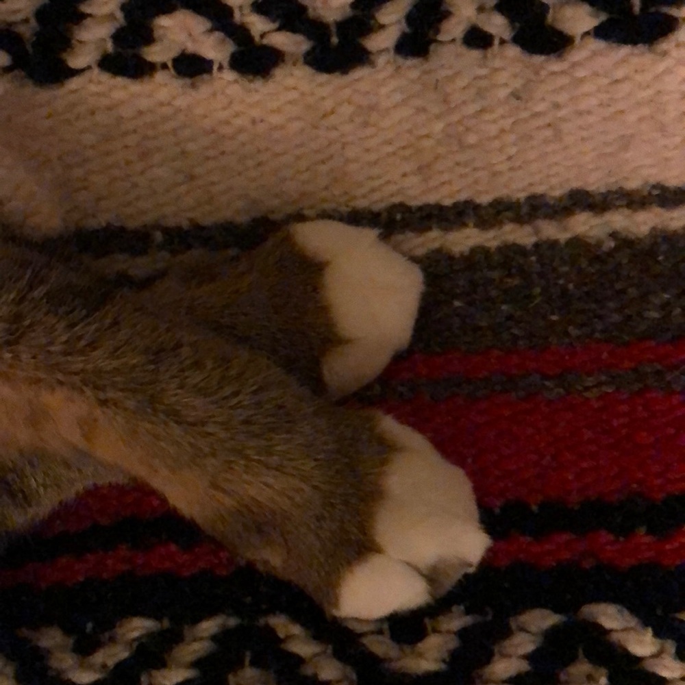 Meet your Posher, Julie